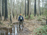Jim-Schmid-hiking-in-swamp-Florida-Trail-Bradwell-Bay-Apalachicola-Nat-Forest